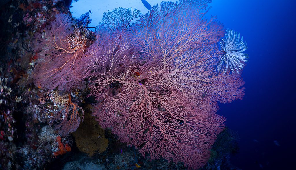Solomon islands gizo sea fan gerald rambert