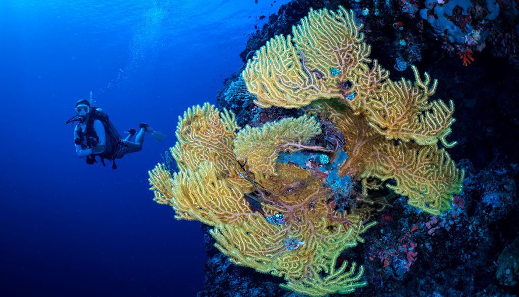 Solomon islands gizo dive and coral gerald rambert