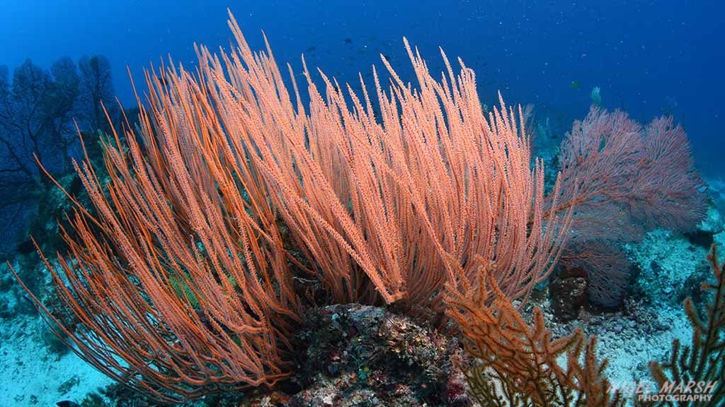 Gizo whip corals