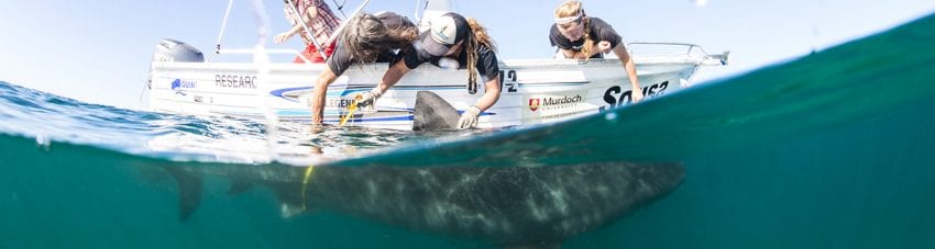 As lazy as a… tiger? New study reveals that tiger sharks are lazy predators.