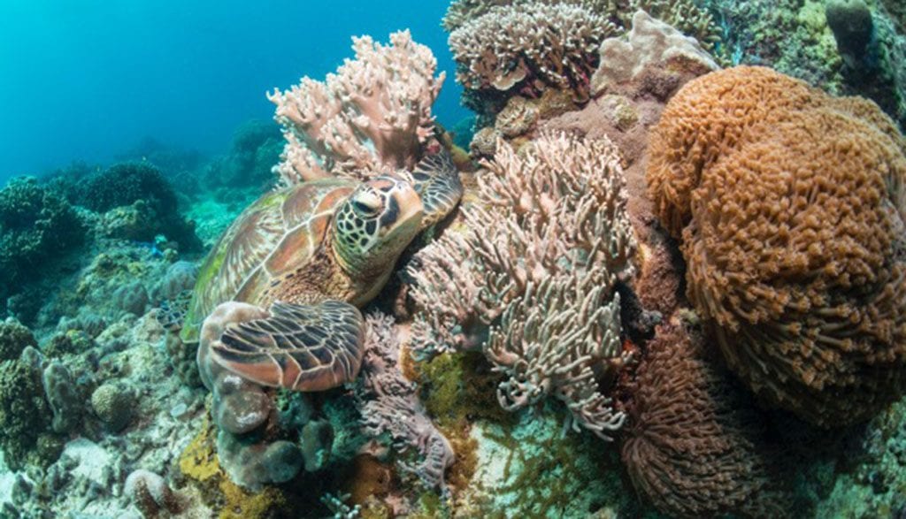 How to graduate frogfish school with dumaguete’s dr frogfish