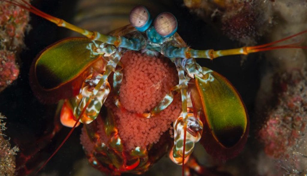 How to graduate frogfish school with dumaguete’s dr frogfish