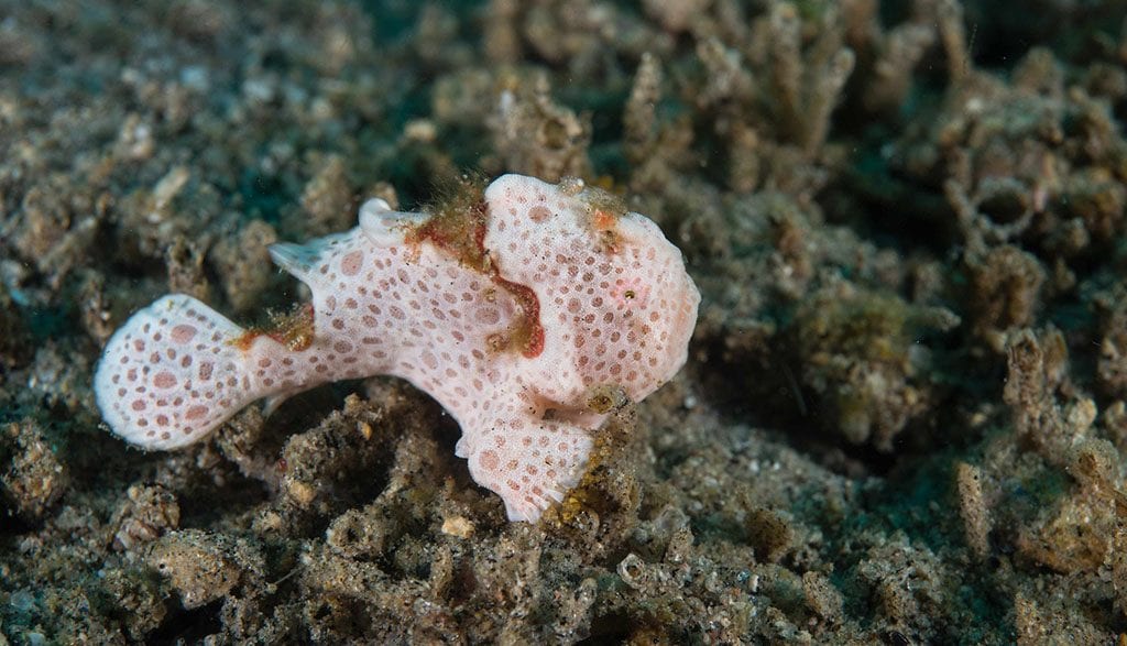 How to graduate frogfish school with dumaguete’s dr frogfish