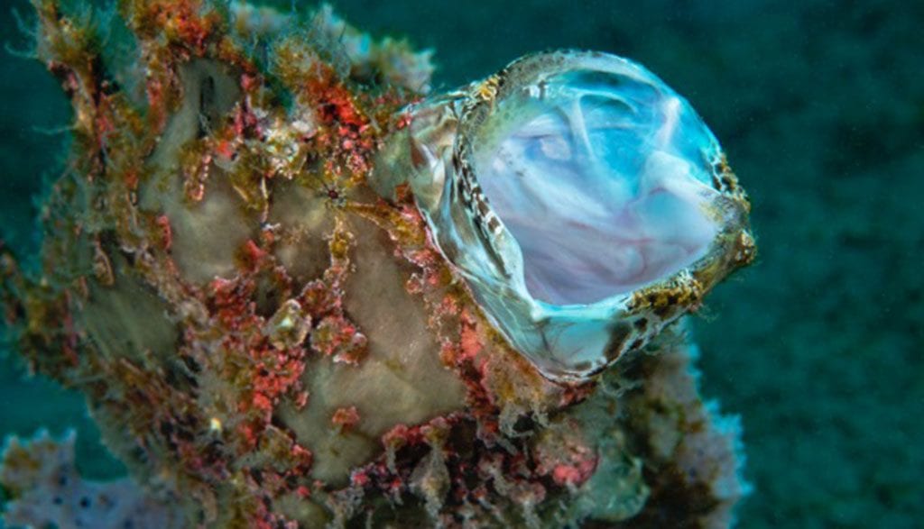 How to graduate frogfish school with dumaguete’s dr frogfish