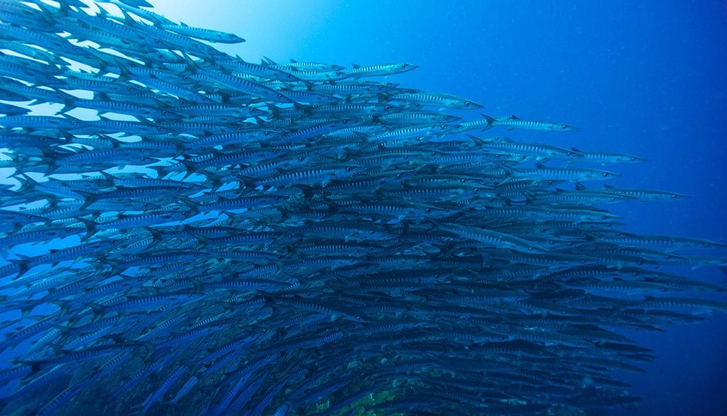 Diving kimbe bay and fathers reefs in png on mv oceania