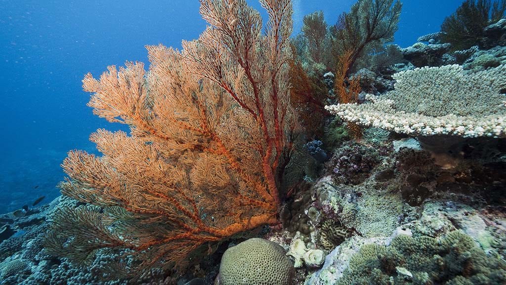 Diving Lady Elliot Island with the Lady Elliot Island Eco Resort - sea fan coral