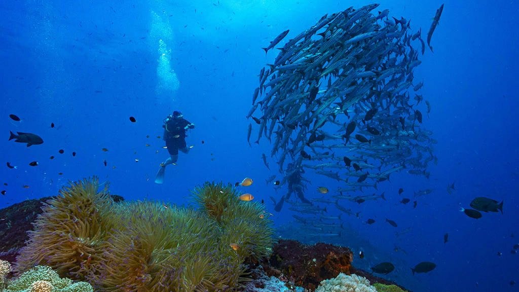 Diving kimbe bay and fathers reefs in png on mv oceania