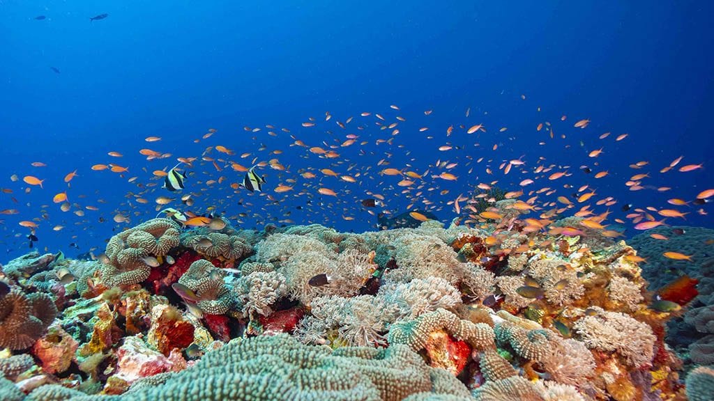 Diving kimbe bay and fathers reefs in png on mv oceania