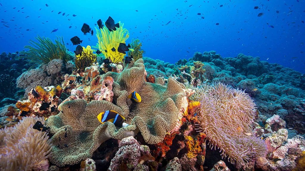 Diving kimbe bay and fathers reefs in png on mv oceania