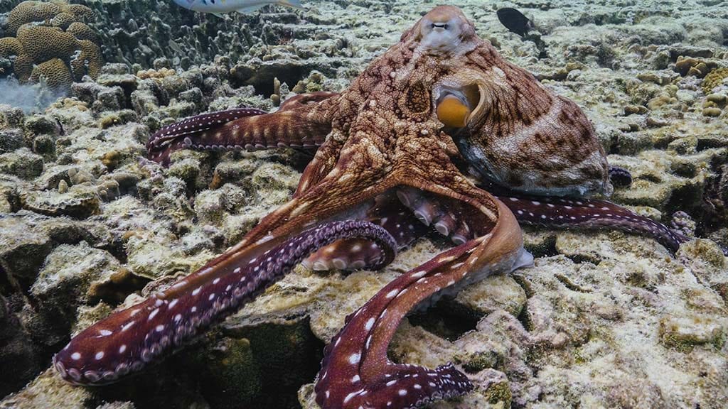 Diving Lady Elliot Island with the Lady Elliot Island Eco Resort - octopus