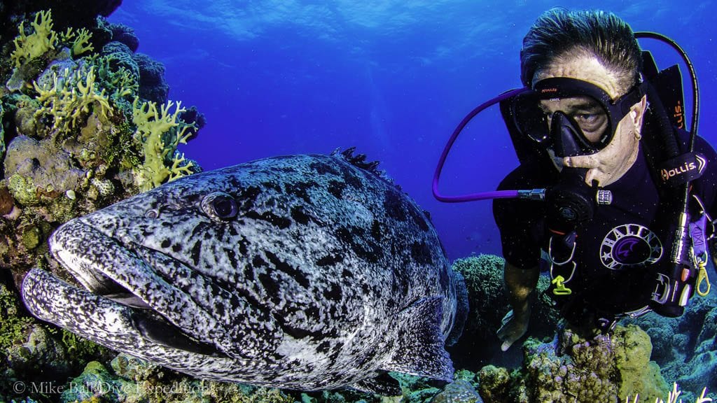 Mike ball dive expeditions spoilsport cairns