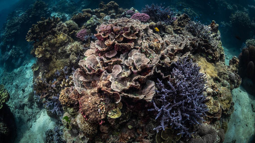 White Grass Ocean Resort, Tanna, Vanuatu offers year round diving and snorkelling in crystal clear waters on pristine hard coral reefs