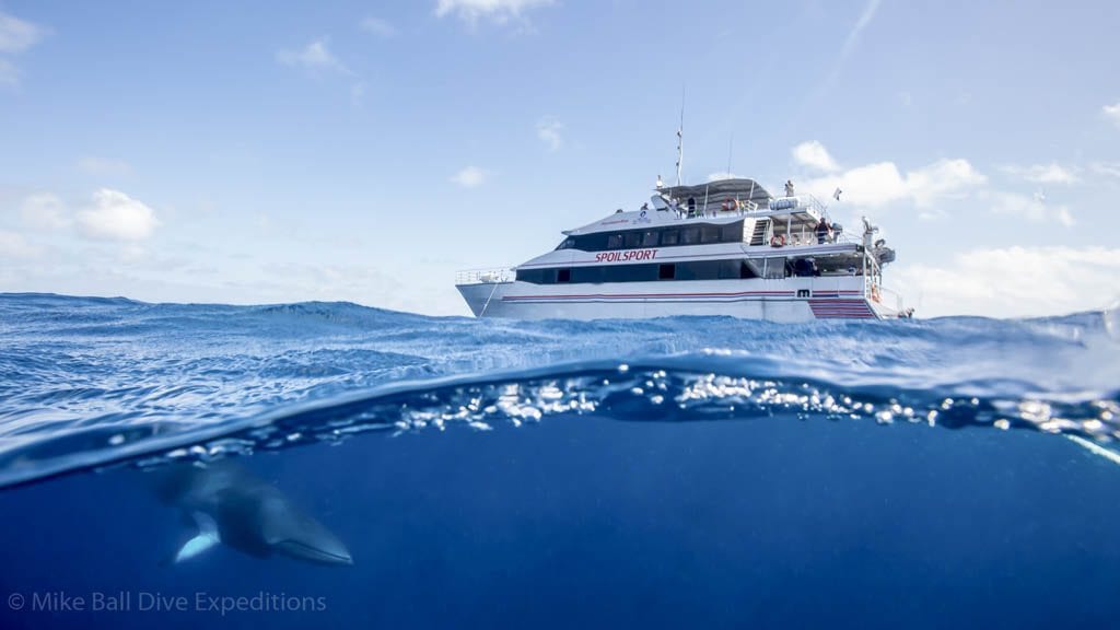 Mike ball dive expeditions spoilsport cairns