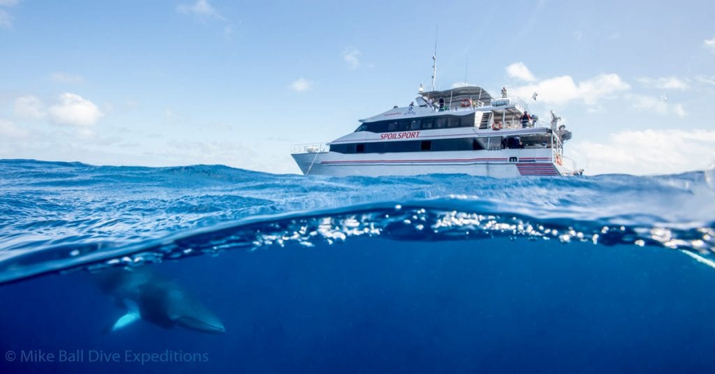 B mike ball dive expeditions spoilsport australia minke spoilsport opengraph