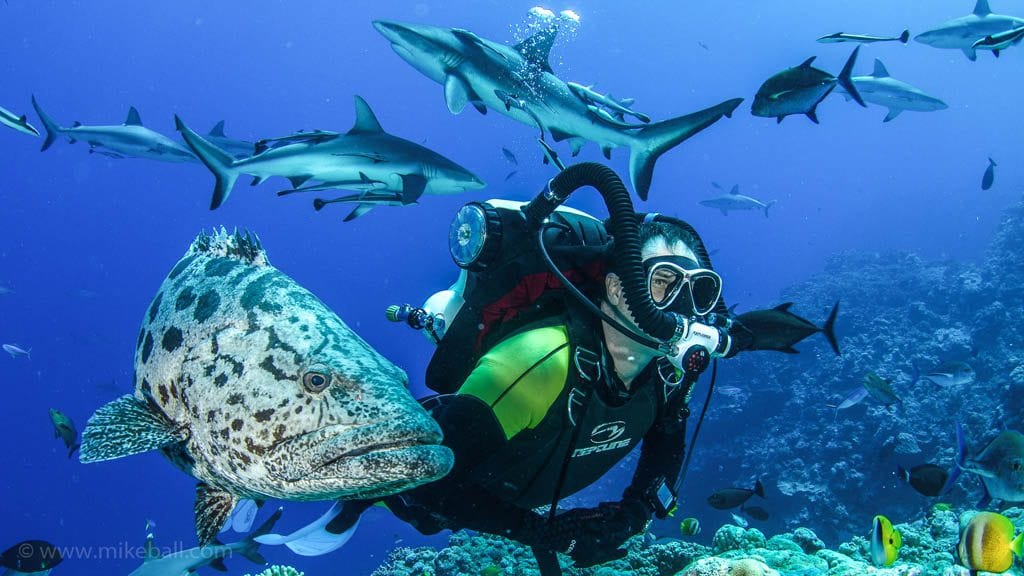 Mike ball dive expeditions spoilsport cairns