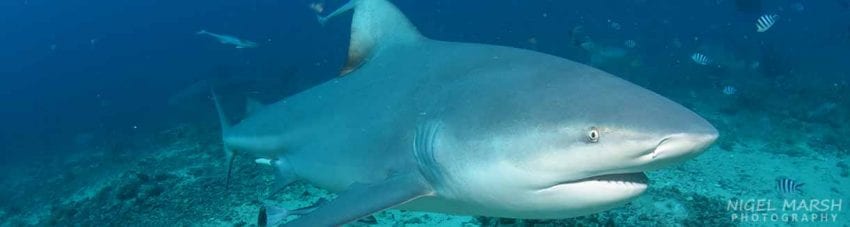 Debunking shark attack myths