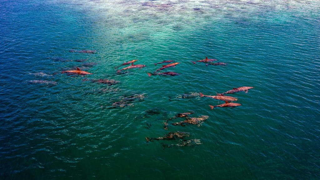 13 Filitheyo Island Resort & Werner Lau Dive Centre, Maldives - dolphins