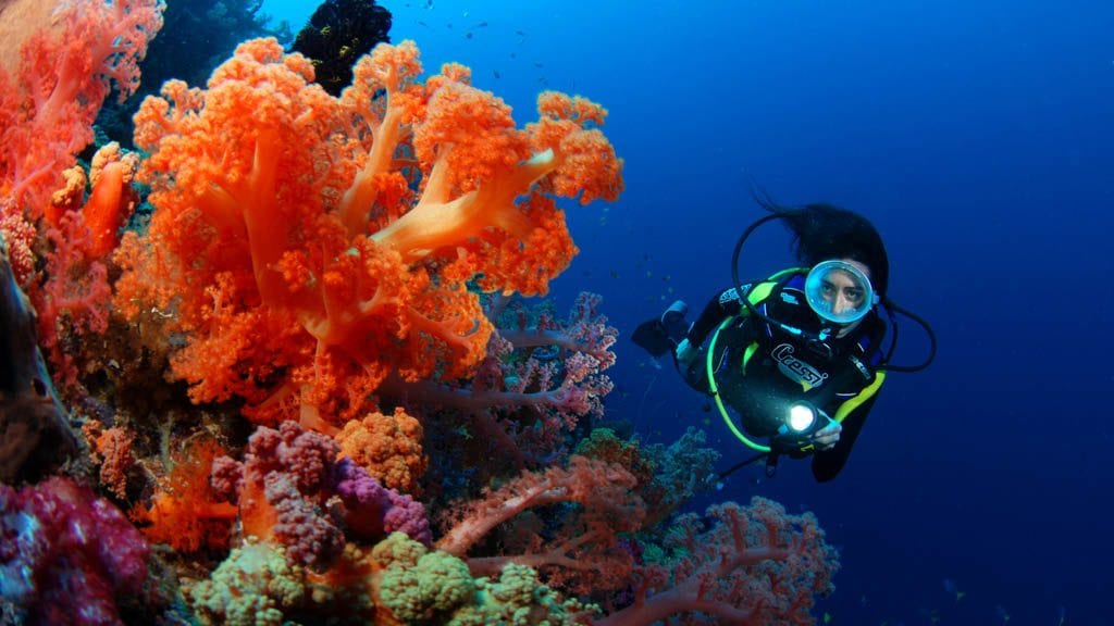 15 waidroka bay resort coral coast fiji soft coral