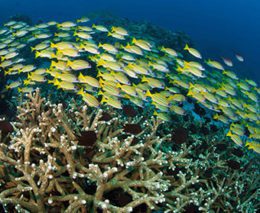 Murex Bangka Snapper School feature