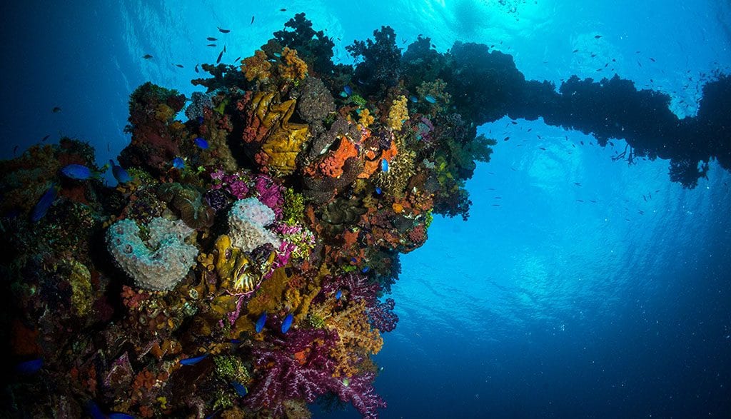 Pacific Master Liveaboard, Truk Lagoon and Bikini Atoll, Pacific Ocean