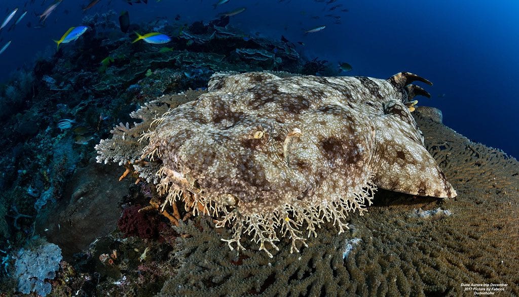 Dive raja ampat for usd 2646