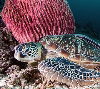 diving gili islands heather sutton turtle sponge feature