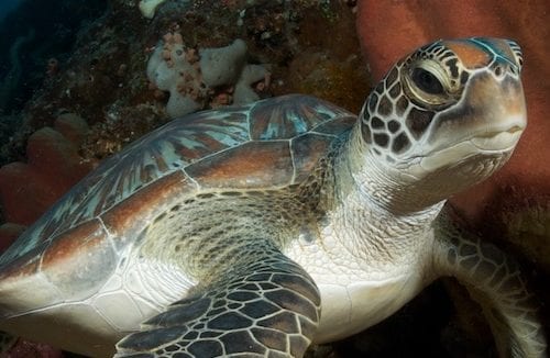 Diving north sulawesi murex divers banner bunaken turtle
