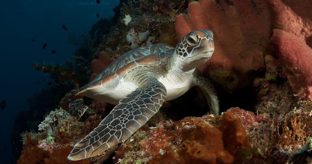 Diving north sulawesi murex divers bunaken turtle