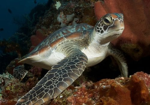 Diving north sulawesi murex divers bunaken turtle sp