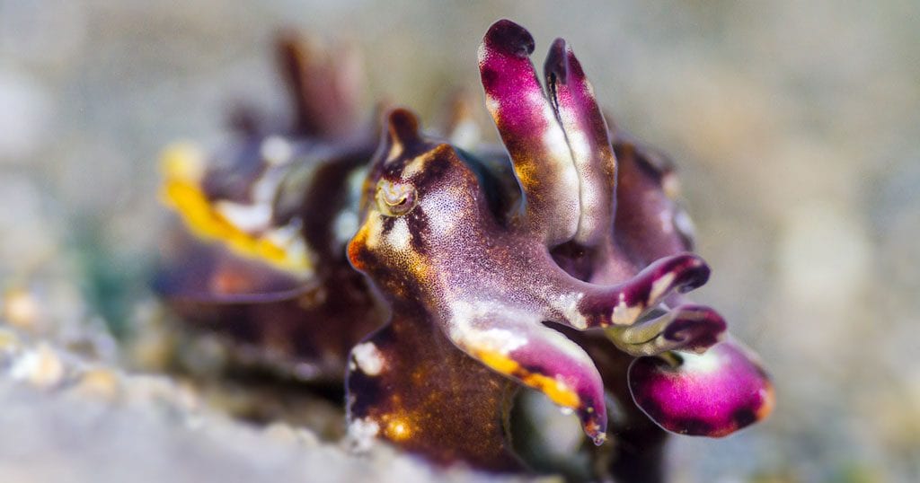 Diving north sulawesi murex divers lembeh flamboyant cuttlefish