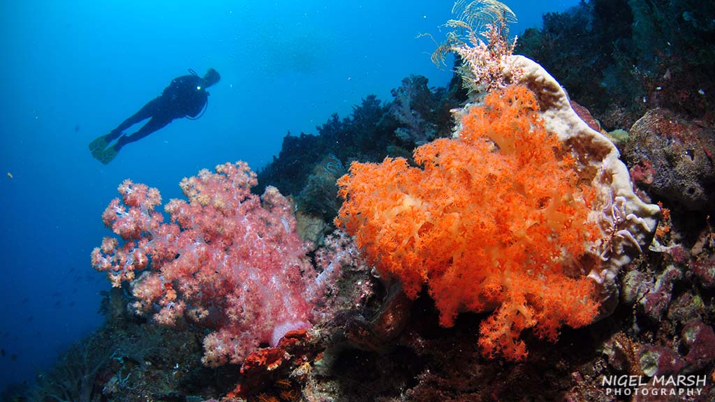 Washed by the nutrient-rich waters of the Banda Sea diving Timor Leste offers a diversity of dive sites, experiences and marine life from macro to big stuff