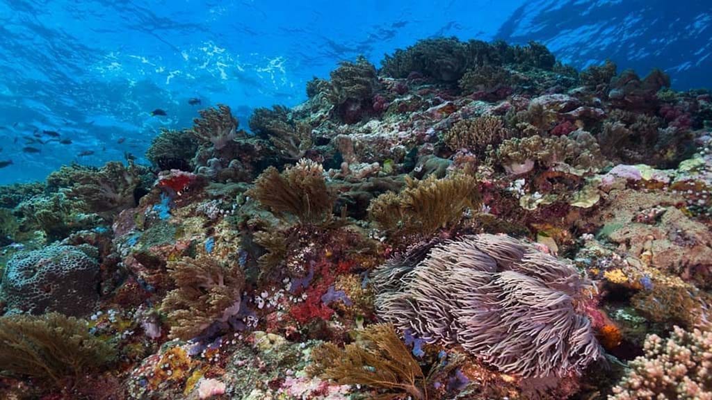10 Dive Timor Lorosae, Dili, Timor Leste | Dive East Timor coral garden