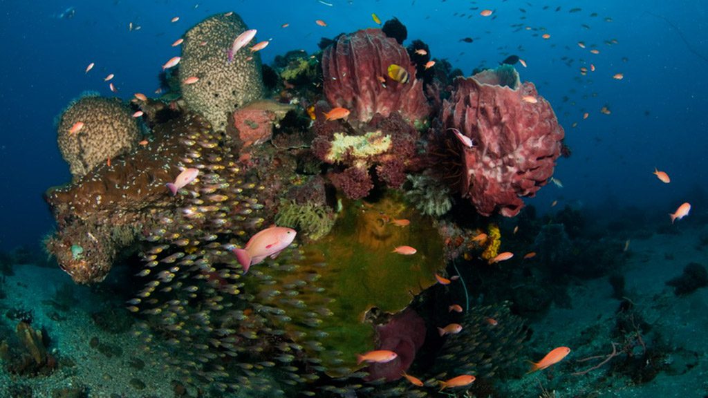 10 dive timor lorosae timor leste mauberra dive site credit don silcock