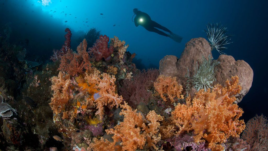 10 murex manado north sulawesi indonesia bunaken soft coral diver
