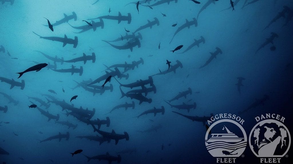 10 Okeanos Aggressor 1 Liveaboard Cocos Island, Costa Rica hammerheads