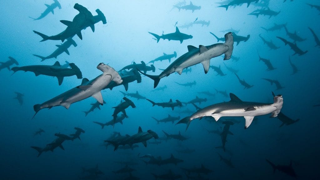 11 Argo Liveaboard, Cocos Island, Costa Rica hammerhead sharks credit edward herrea