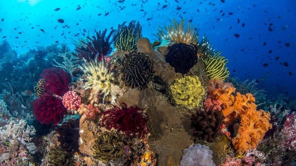 11 Atauro Dive Resort, Timor Leste – Dive Atauro Island coral scene