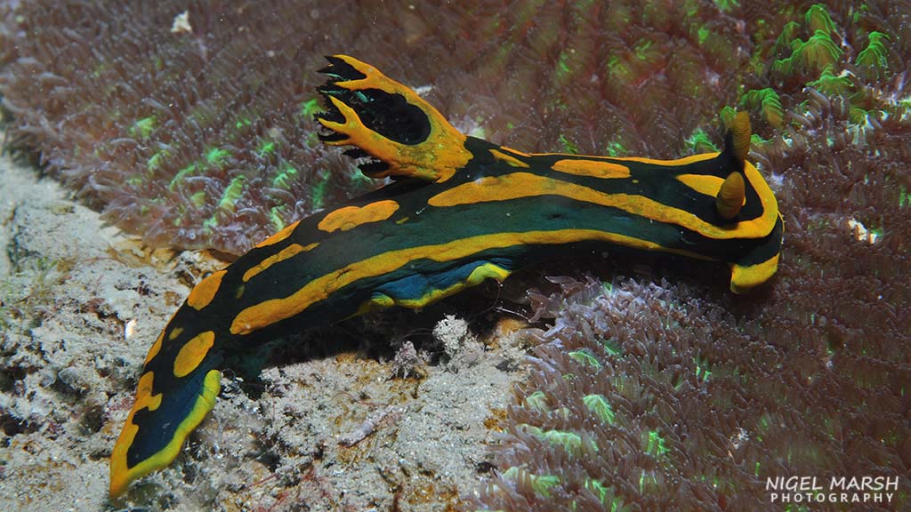 Washed by the nutrient-rich waters of the Banda Sea diving Timor Leste offers a diversity of dive sites, experiences and marine life from macro to big stuff