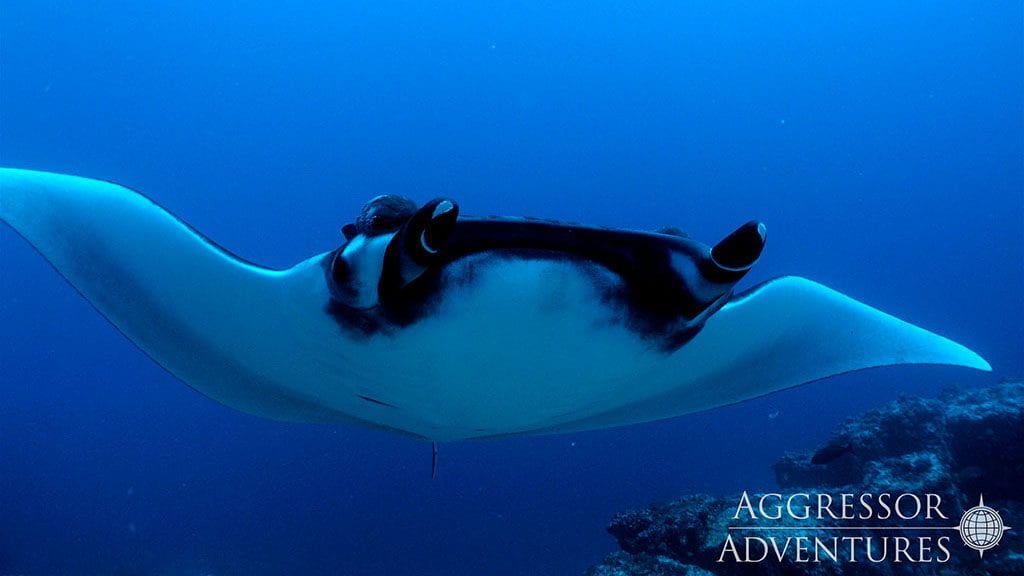 11 Okeanos Aggressor 1 Liveaboard Cocos Island, Costa Rica manta
