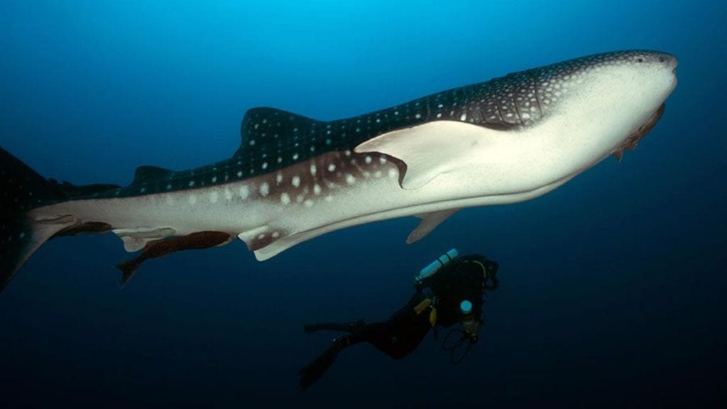 12 Argo Liveaboard, Cocos Island, Costa Rica whale shark credit shmulik bloom