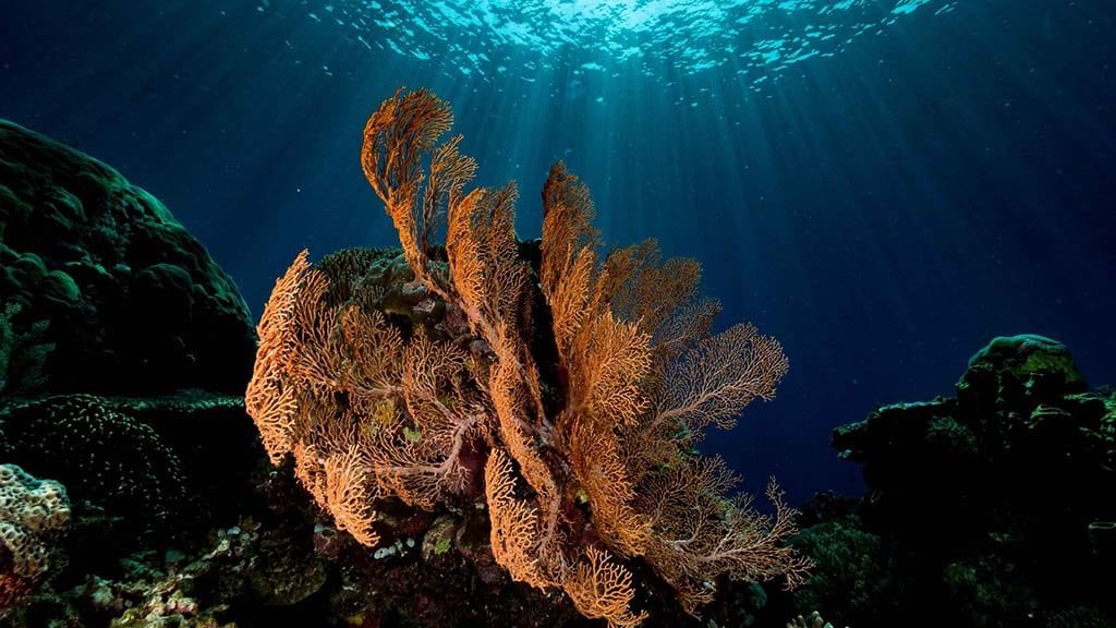 12 Atauro Dive Resort, Timor Leste – Dive Atauro Island sea fan