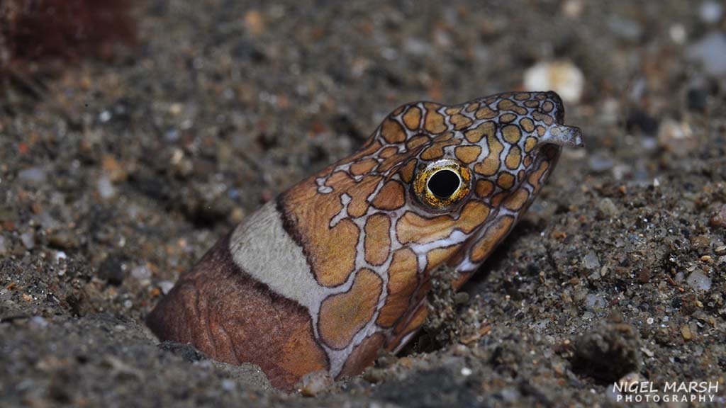 Washed by the nutrient-rich waters of the Banda Sea diving Timor Leste offers a diversity of dive sites, experiences and marine life from macro to big stuff