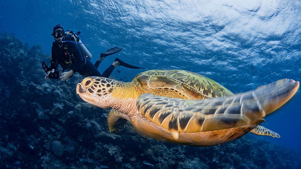 12 murex manado north sulawesi indonesia bunaken turtle diver