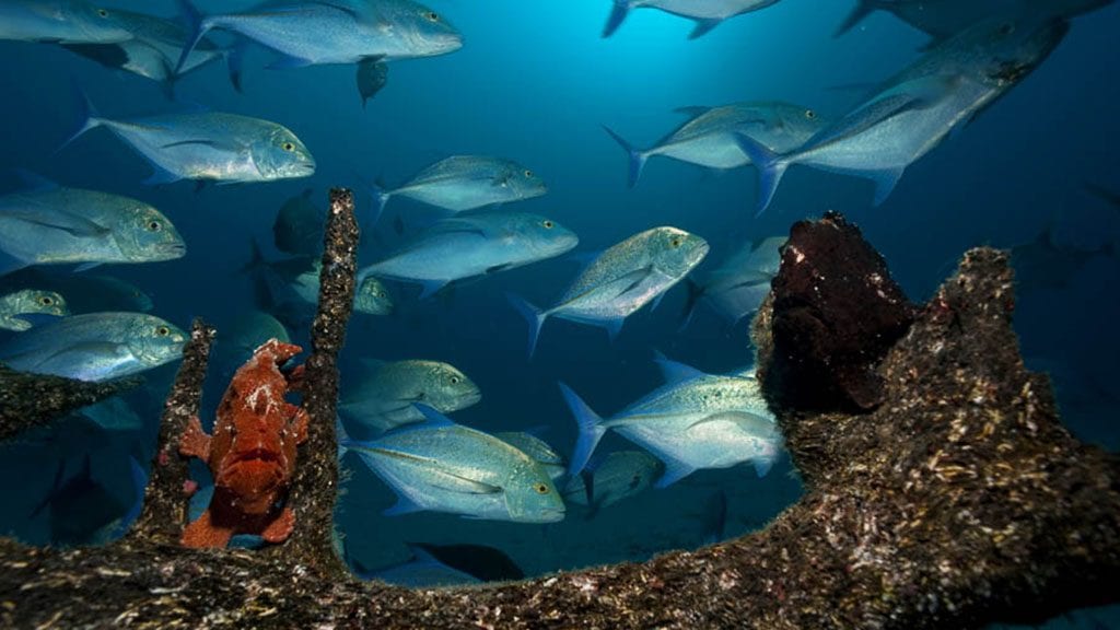 12 Sea Hunter Liveaboard, Cocos Island, Costa Rica frogfish and jacks credit schmulik blum