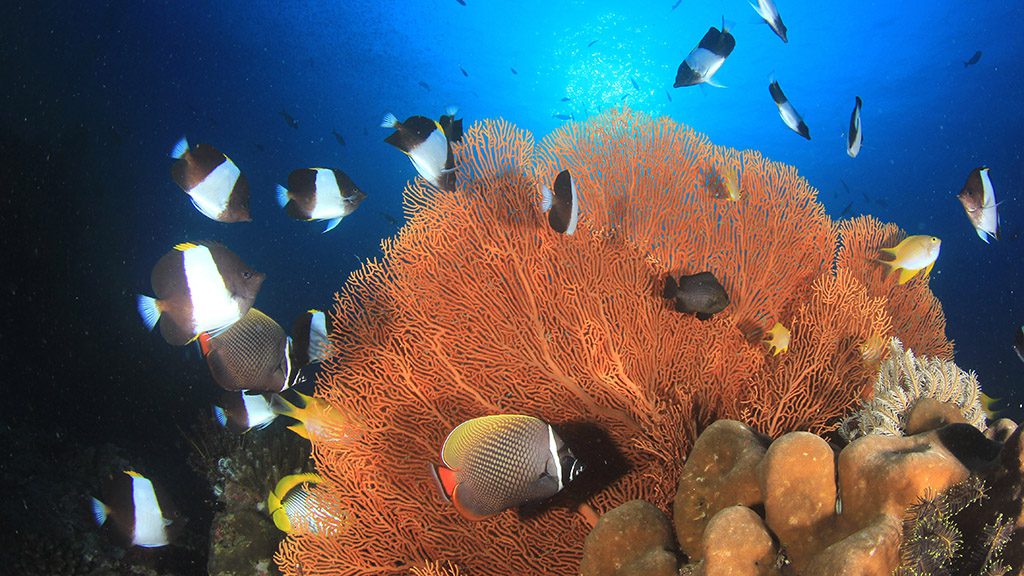13 dive timor lorosae timor leste red fan butterflyfish