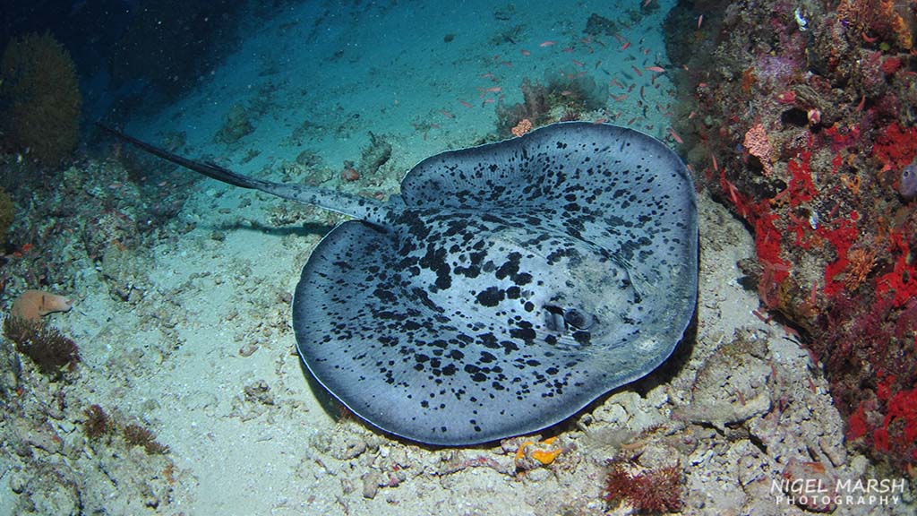 Washed by the nutrient-rich waters of the Banda Sea diving Timor Leste offers a diversity of dive sites, experiences and marine life from macro to big stuff