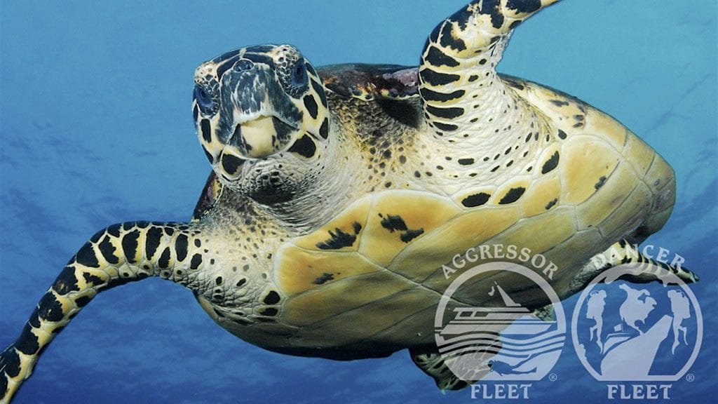 13 Okeanos Aggressor II Liveaboard Cocos Island, Costa Rica turtle