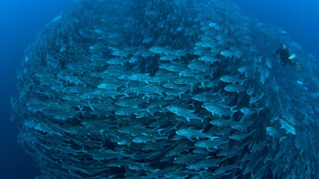 14 Sea Hunter Liveaboard, Cocos Island, Costa Rica baitball credit edwar herreno