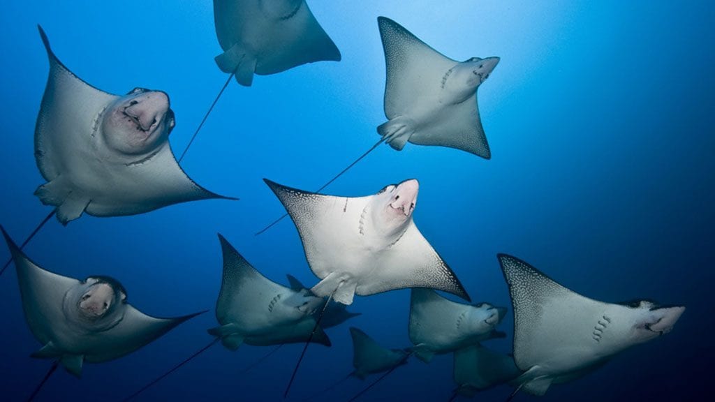 15 Sea Hunter Liveaboard, Cocos Island, Costa Rica eagle rays credit edwar herreno