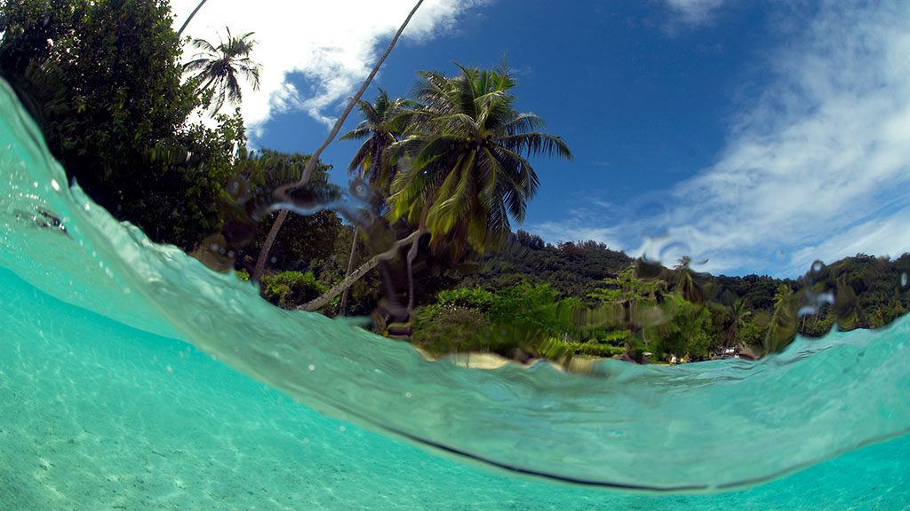 Diving French Polynesia offers some of the word’s healthiest and pristine reefs. Highlights include Rangiroa, the famous grouper aggregation and sharks of Fakarava and humpback whales at Moorea.